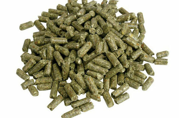 Comment bien nourrir son lapin nain ?