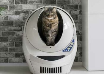 Comment bien nourrir un Maine Coon ?