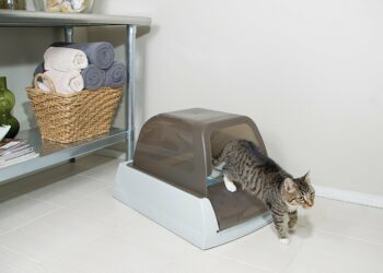 Comment bien nourrir un Maine Coon ?