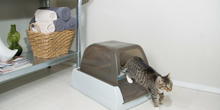 Comment bien nourrir un Maine Coon ?