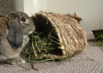Comment bien organiser la cage de mon lapin ?