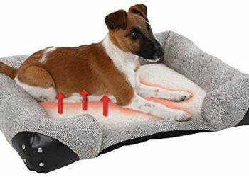 Comment bien protéger son chien du froid ?