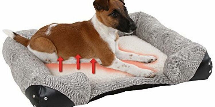 Comment bien protéger son chien du froid ?