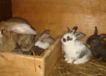 Comment bien s'occuper de son lapin qui est enceinte ?