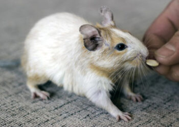 Comment bien s'occuper d'un octodon ?