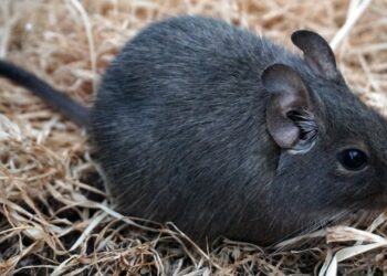 Comment bien s'occuper d'un octodon ?