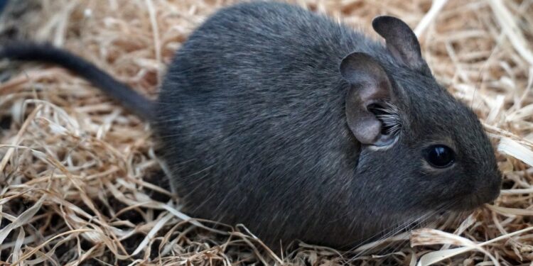 Comment bien s'occuper d'un octodon ?