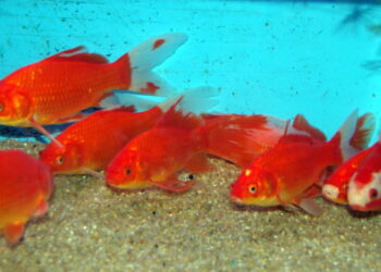 Comment bien s'occuper d'un poisson rouge ?