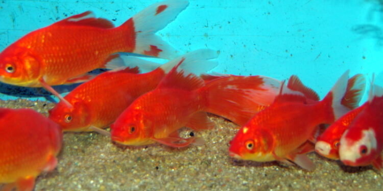 Comment bien s'occuper d'un poisson rouge ?