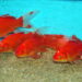 Comment bien s'occuper d'un poisson rouge ?