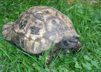 Comment bien s'occuper d'une tortue ?