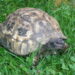 Comment bien s'occuper d'une tortue ?