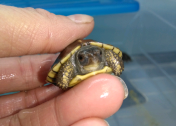 Comment boit tortue de terre ?