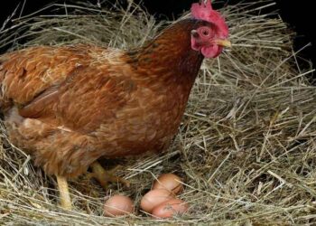 Comment booster la ponte chez les poules pondeuses ?