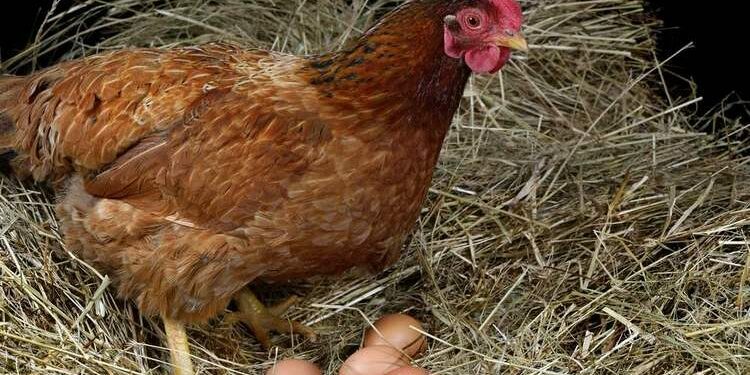 Comment booster la ponte chez les poules pondeuses ?