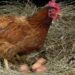 Comment booster la ponte chez les poules pondeuses ?