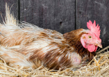 Comment bouger une poule qui couve ?