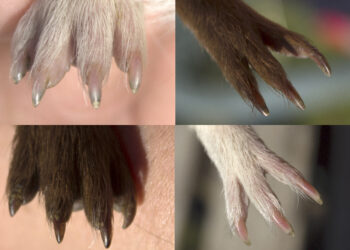 Comment brosser un cochon d'Inde ?