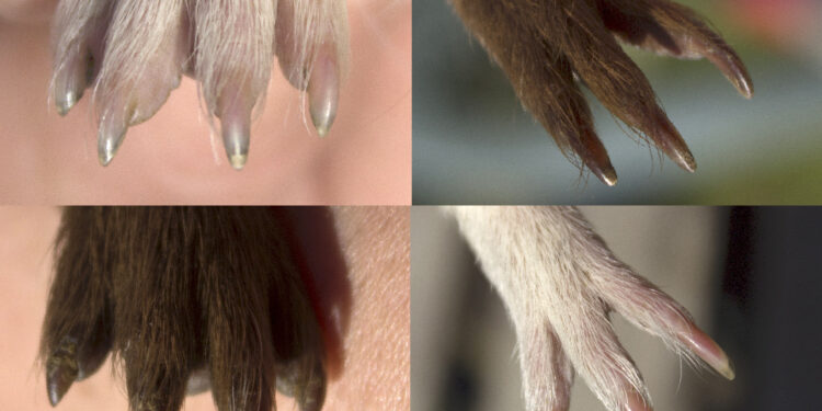 Comment brosser un cochon d'Inde ?