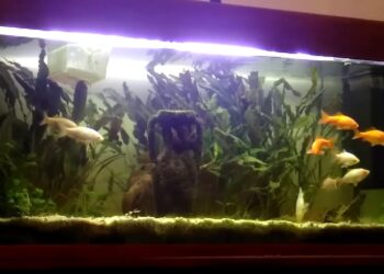 Comment calculer le nombre de litres ?