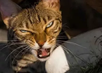 Comment calmer l'agressivité d'un chat ?