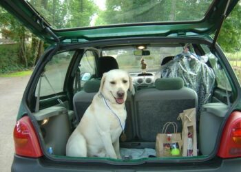 Comment calmer l'anxiété d'un chien en voiture ?