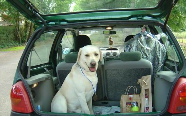 Comment calmer l'anxiété d'un chien en voiture ?