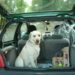 Comment calmer l'anxiété d'un chien en voiture ?