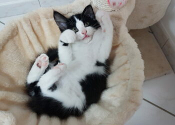 Comment calmer les ardeurs d'un chat mâle ?