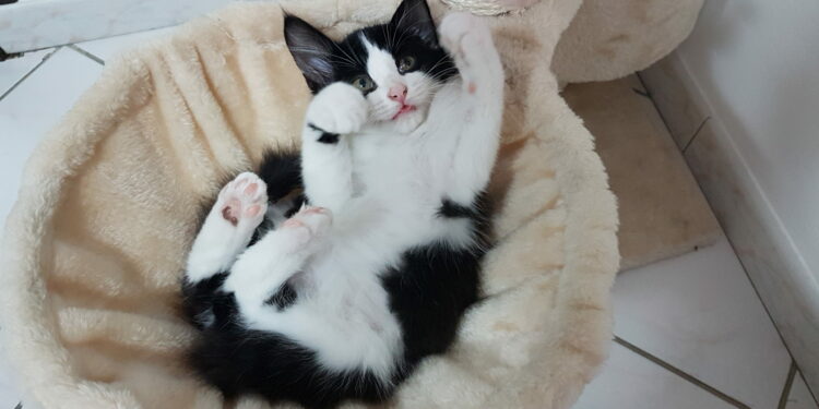 Comment calmer les ardeurs d'un chat mâle ?