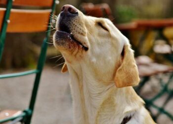 Comment calmer les ardeurs d'un chien naturellement ?