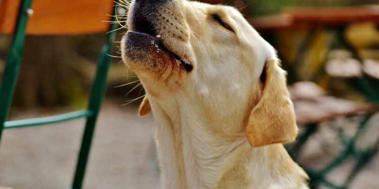 Comment calmer les ardeurs d'un chien naturellement ?