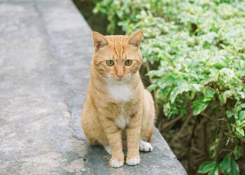 Comment calmer les chaleurs d'un chat mâle naturellement ?