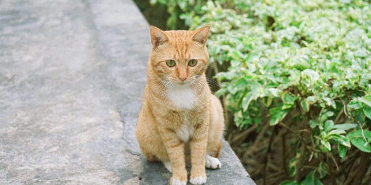 Comment calmer les chaleurs d'un chat mâle naturellement ?