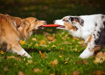 Comment calmer mon chien quand il croise un autre chien ?