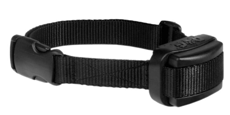 Comment calmer un Berger Australien ?