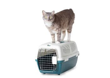 Comment calmer un chat dans une cage ?