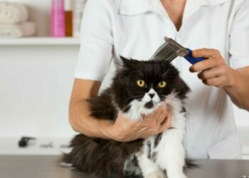 Comment calmer un chat naturellement ?