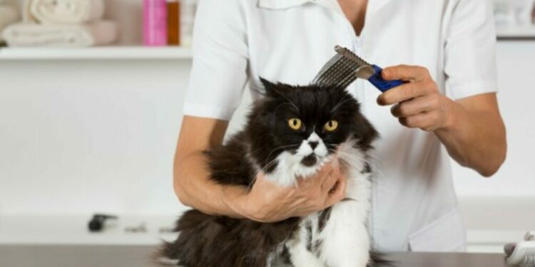 Comment calmer un chat naturellement ?