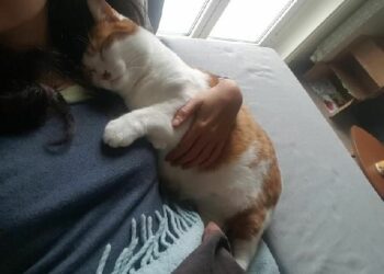 Comment calmer un chat pour le transport en voiture ?