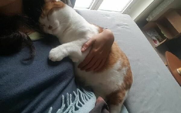 Comment calmer un chat pour le transport en voiture ?