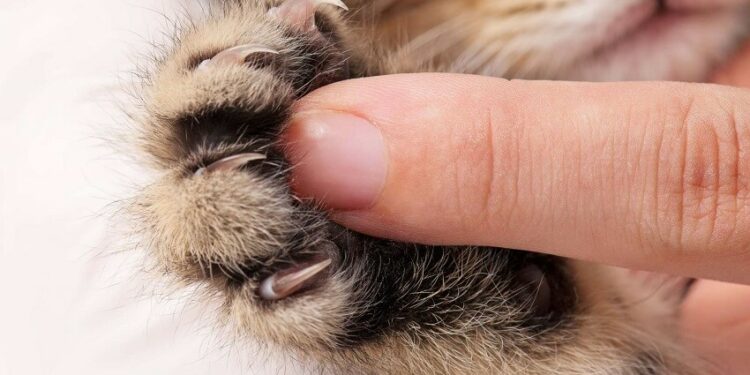 Comment calmer un chat pour lui couper les griffes ?