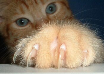 Comment calmer un chat pour lui couper les griffes ?