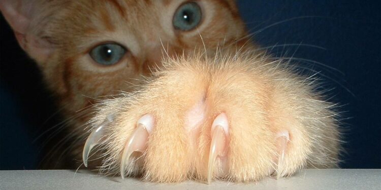 Comment calmer un chat pour lui couper les griffes ?