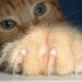 Comment calmer un chat pour lui couper les griffes ?