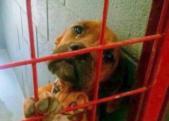 Comment calmer un chien dans sa cage ?