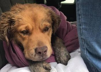 Comment calmer un chien en état de stress ?