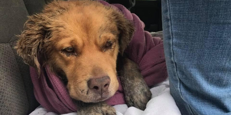 Comment calmer un chien en état de stress ?