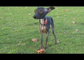 Comment calmer un chien qui Halete ?