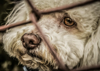 Comment calmer un chien qui aboie sans cesse ?